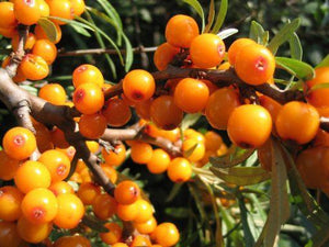 Sea Buckthorn Berry: How It’s Making Waves in Skincare